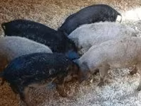 Boar, Мангалица — photo 2