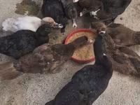 Chickens — zdjęcie 2
