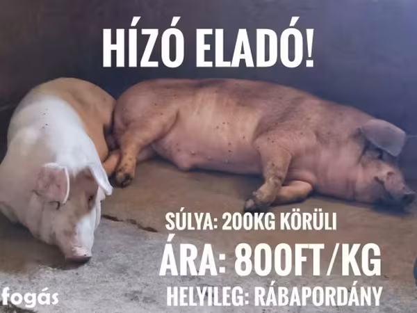 Kan, Sertések — Magyarország