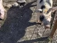 Boar, Pigs — photo 7