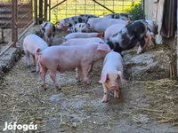 Eber, Schweine — Foto 8