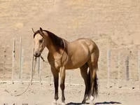 Hing, Quarter Horse — 5. fotó