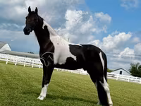 घोड़ा, Tennessee Walking Horse — फ़ोटो 5