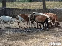 Kos, Cameroon sheep — 3. fotó