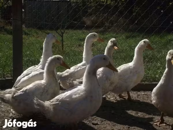Ducks — Magyarország