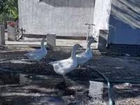 Geese — photo 1