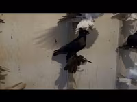 Ducks — Foto 1