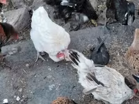Chickens — 4. fotó