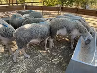 公羊, Sheep — 照片 2
