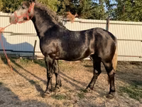 Cheval, Chevaux — photo 1