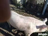 公猪, Pigs — 照片 5