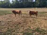 Bulle, Limousin-Kuh — Foto 6