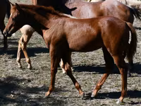 Égua, Quarter Horse — foto 8