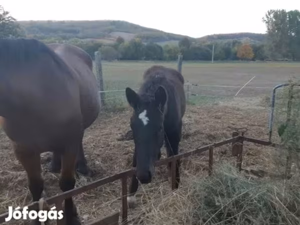 Hing, Lovak — Magyarország