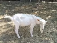 公山羊, Saanen goat — 照片 1