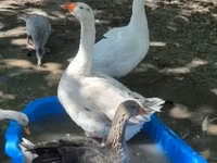 Geese — photo 4