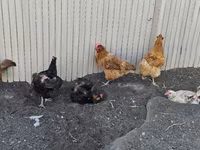 Danish hen — photo 1