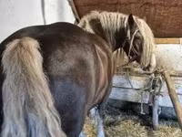 母马, Horses — 照片 2