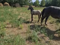 Hing, Lipizzaner — 2. fotó