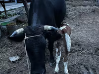 Tehén, Latvian Blue cattle — 4. fotó