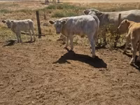 ثور, Charolais cattle — الصورة 4
