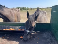 公马, Horses — 照片 4