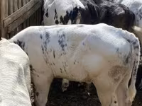 公牛, Belgian Blue — 照片 5