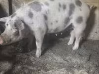 母猪, Pigs — 照片 4