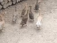 إنديان رانر — الصورة 3