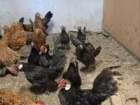 Chickens — 1. fotó