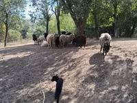 Juh, Racka sheep — 5. fotó