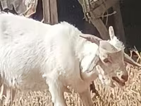 Koza, Kozy — foto 1