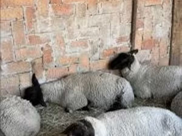 Juh, White Suffolk sheep