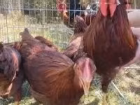 Chickens — 1-сурет