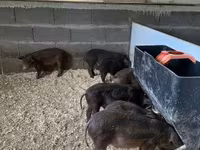 Boar, Мангалица — photo 4