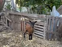 Nőstény kecske, Alpine goat — 2. fotó