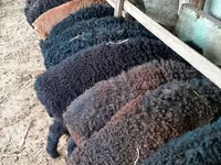 Ram, Arabi sheep — photo 1