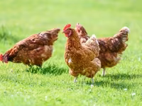 Chickens — zdjęcie 2