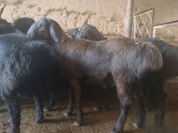 Qoç, Rhon sheep