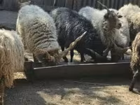Kos, Racka sheep — 6. fotó