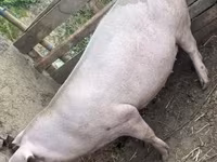 Sow, Pigs — photo 5