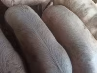 母猪, Крупная белая — 照片 2