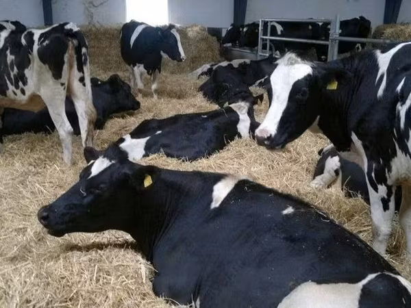 Cow, Holstein breed