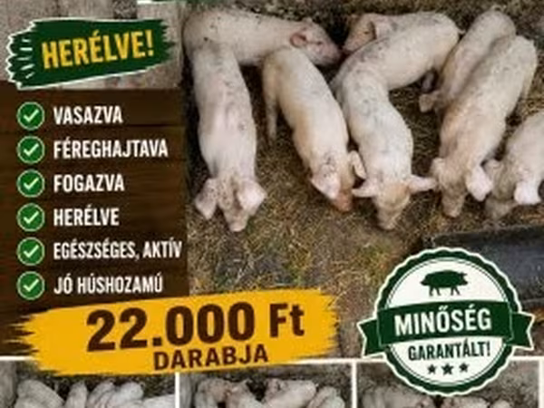 Süldőanya, Sertések — Magyarország