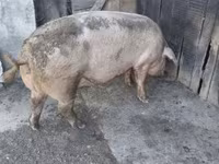 Locha, Świnie — zdjęcie 2
