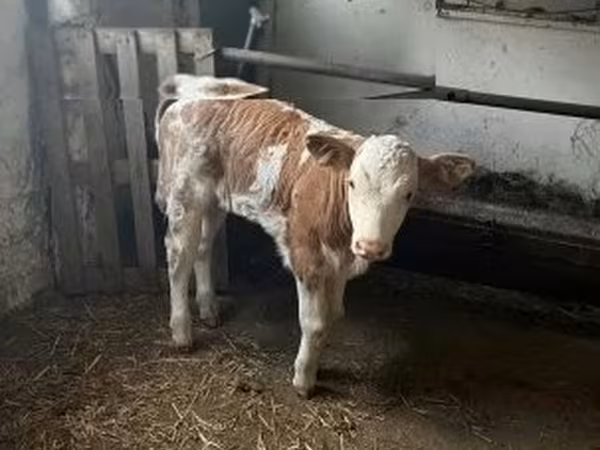 ثور, Simmental cattle — هنغاريا