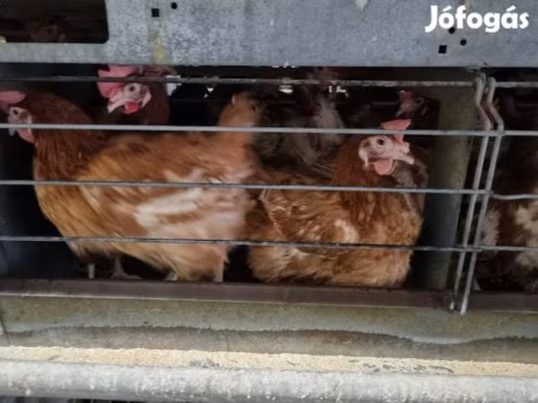 Chickens