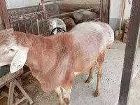 Kos, Arashan sheep — 5. fotó