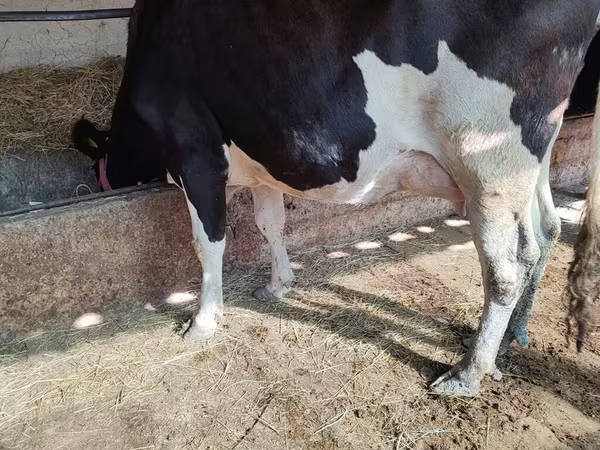 Tehén, Holstein fajta