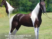 घोड़ा, Tennessee Walking Horse — फ़ोटो 1